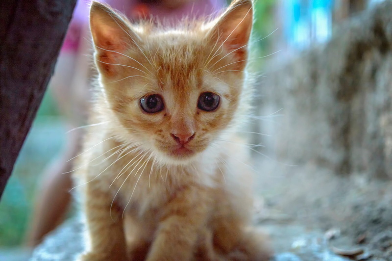 pets, orange, 1080P, young Animal, feline, kitty, animal head, tabby, eyes, ginger cat, nature, orange Tabby, vertebrate, domestic Cat, fluffy, focus on foreground