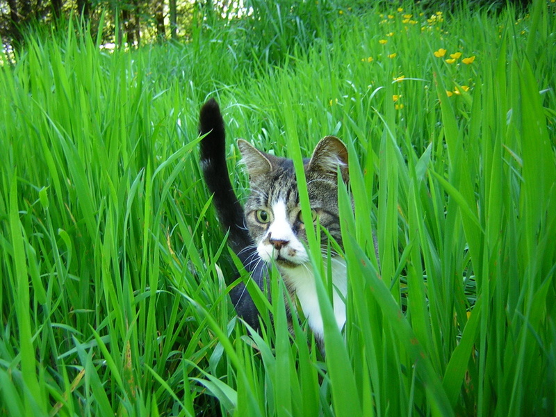 pets, portrait, cat, kitten, looking, Well I never, cute, outdoors, garden, tabby cat, mammal, 720P, daytime, walking on, field, green grass, tabby, tabby  cat