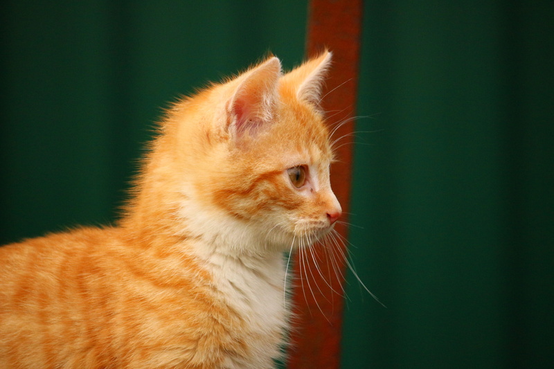 animal body part, ginger cat, pets, kitten, cat baby, red mackerel tabby, red, close-up, orange, feline, looking, nature, fur, side view, mammal, one animal