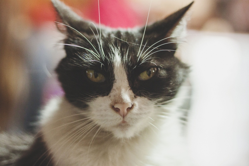 domestic animals, vertebrate, pets, cat, one animal, animal, love, cat face, portrait, no people, focus on foreground, looking at camera, domestic, animal body part
