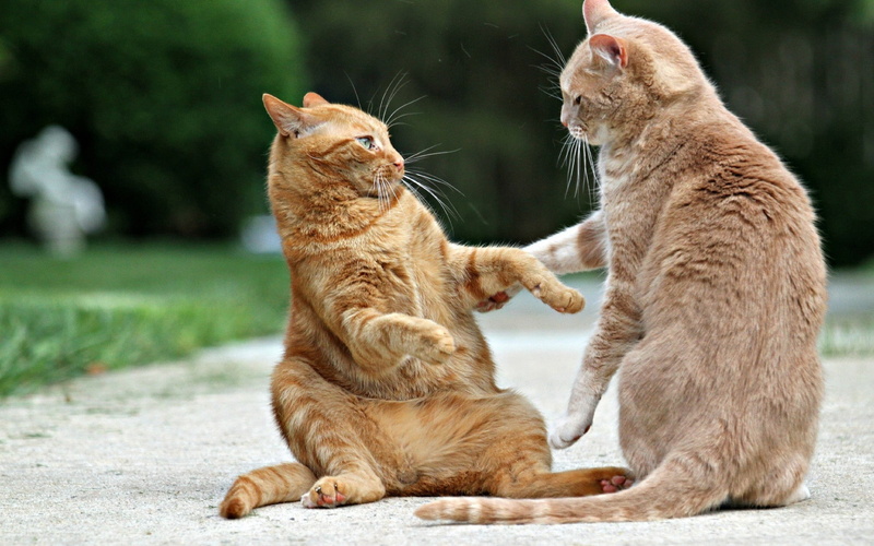 cat, 1080P, funny, talk, family