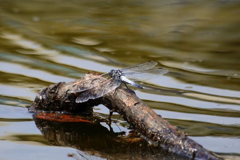 driftwood, water, lake, animal, invertebrate, animal wing, insect, focus on foreground, day, summer, landscape, pond, natural, option color dragonfly, no people