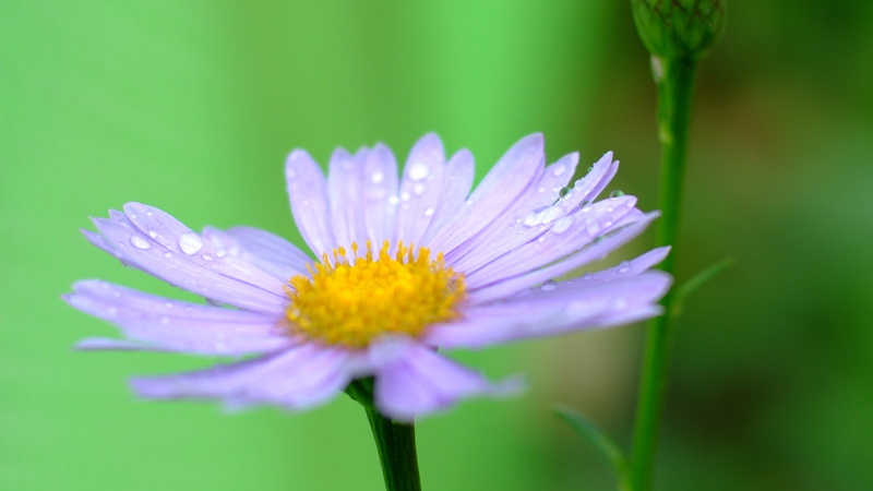 gangneung, vulnerability, summer, pollen, this type, beauty in nature, flowers, no people, inflorescence, purple, purity, korea, environment, petal, water