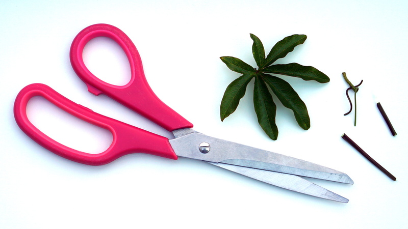 gardening, herb, utensil, group of objects, steel, studio shot, red, cut, sharp, leaf, blade, group, 5K, scissors, tool, directly above, cut out, people