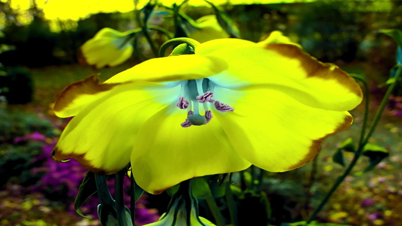 3d and abstract, burden, 1080P, umbrella shape, flowers, share, glow, tulip, romantic, colorful