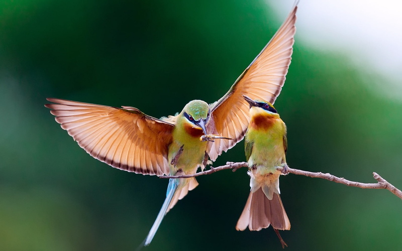 Food, 720P, Bird, Sharing