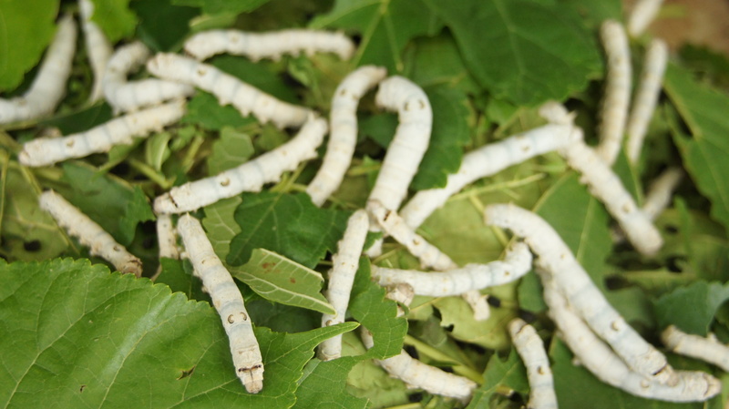 animals in the wild, plant, one animal, silkworm, animal wildlife, summer share in, growth, green color, worm, focus on foreground, animal themes, close-up