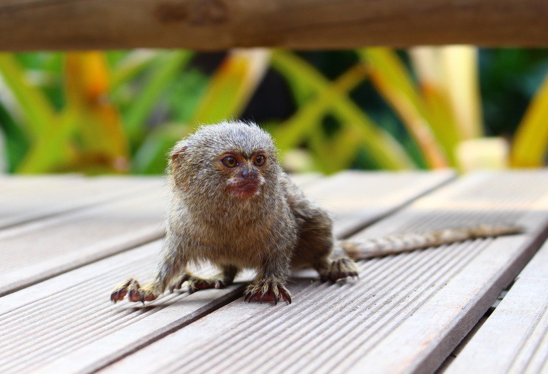 looking at camera, portrait, pygmy marmoset, 4K, primate, outdoors, tropical forests, one animal, small, animal themes, no people, wood - material, colombia