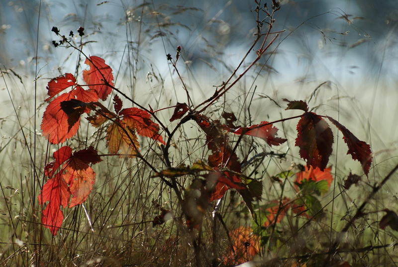 meadow, flowering plant, branch, colorful, photo, golden autumn, land, 4K, forest, fragility, color, day, beauty in nature, nature, close-up, freshness