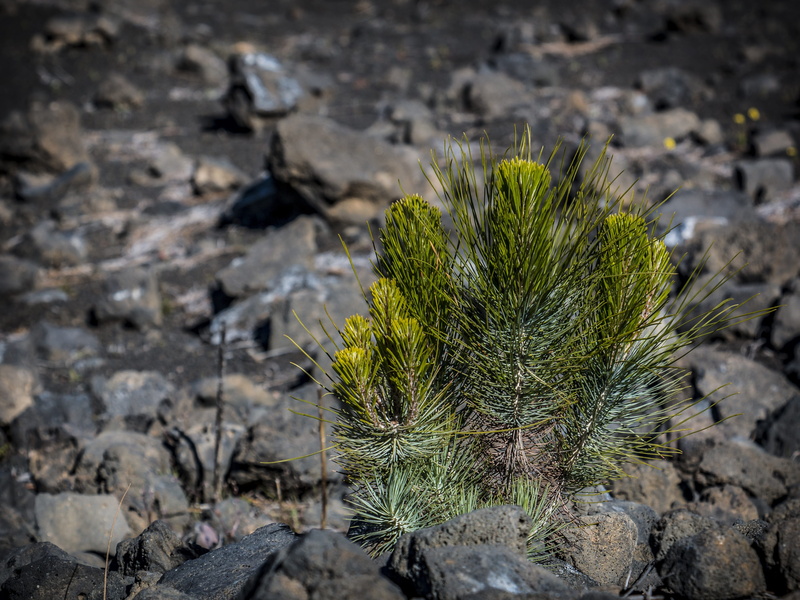 close-up, beauty in nature, rock, no people, tranquility, cactus, growth, smaller tree, field, green color, arid climate, volcano, tree, land, rock - object