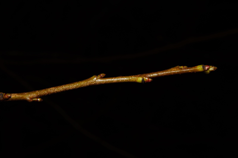 black background, full length, close-up, animal wildlife, animal, one animal, Branch, underwater, smaller branch, reptile, spriesen, water, no people, animal themes