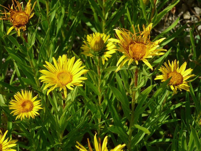 Sun Hat, Flowers, close-up, meadow, fragility, day, flower head, high angle view, Yellow, flower, petal, freshness, outdoors, Nature, inflorescence, pollen