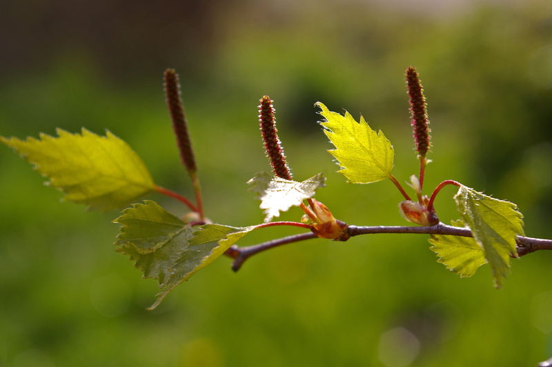 flowering plant, close, leaf, branch, freshness, boy shoots, bud, signs of spring, flower head, outdoors, live new, engine, awakening, smaller branch, tree