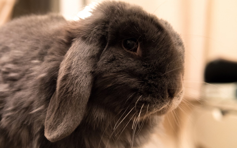 bunny, rabbit, hd, animals, 1080P