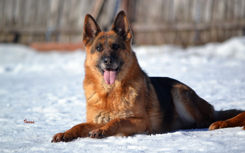 Dekstop, red, shepard, black, shepherd, Dog, german shepard, sit, 2K, german