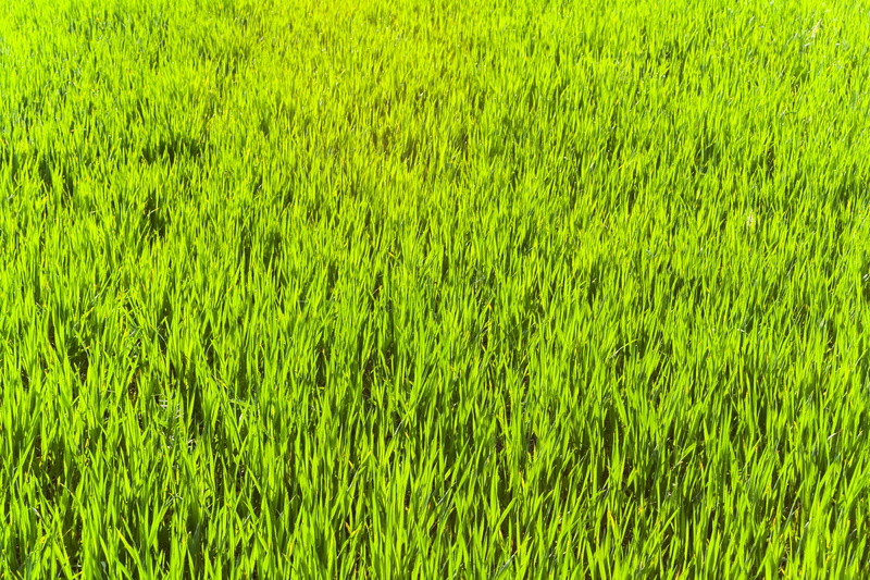 rice - cereal plant, field, 2K, springtime, full frame, nature, land, green color, beauty in nature, lighting, dekstop, no people, landscape, green, grass