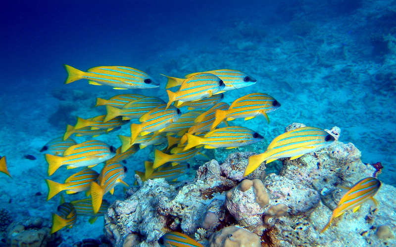 dekstop, sea, marine, water, invertebrate, animal wildlife, vertebrate, animals in the wild, lutjanus, animal, swimming, undersea, fish, animal themes