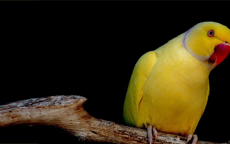 laptop, yellow, hd, mobile, parrot, phone, pc, dekstop, 4K