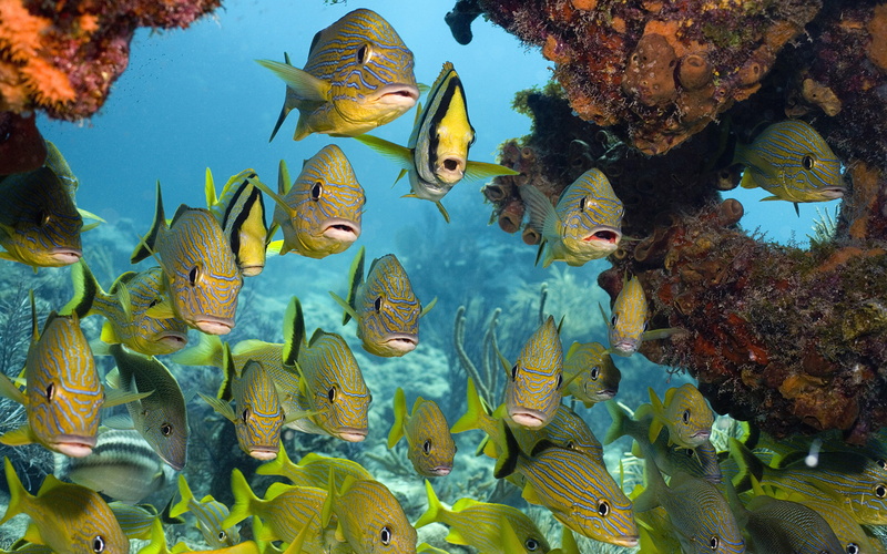 swimming, ecosystem, pc, animals in the wild, sea, school of fish, underwater, nature, reefs, laptop, animal themes, no people, 4K, group of animals, sea life