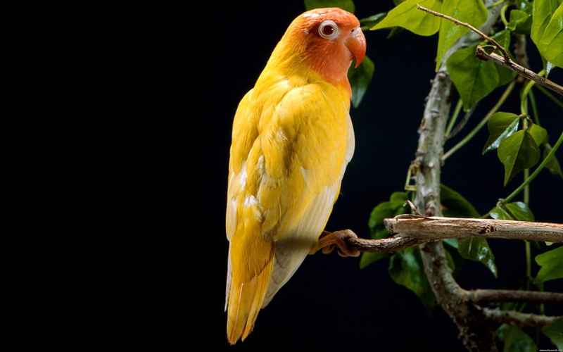 parrot, 4K, bird, branch, vertebrate, yelow, no people, yellow, animal wildlife, black background, beautiful, nature, animal, parakeet, animals in the wild