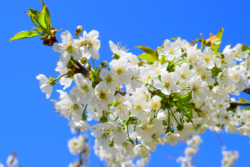 cherry blossom, blue, garden, spring, no people, cherry tree, close-up, white color, climate protection, rabbit ears, bunch of flowers, cherry, cherry blossoms