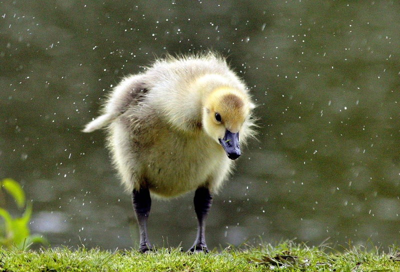 animal themes, water, young bird, fluffy, gosling, chick, young Animal, small, duckling, day, land, wildlife, duck, looking, no people, animal, animal wildlife