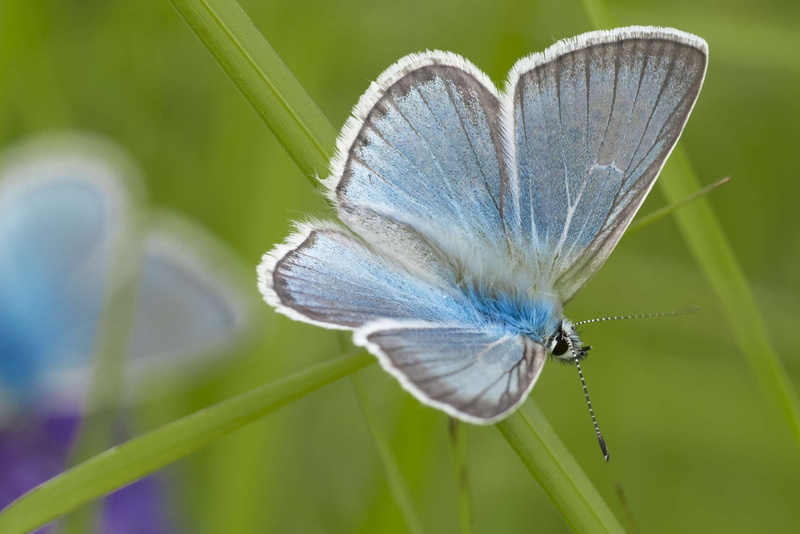 blue, nature, day, close-up, plant, fragility, beauty in nature, animals in the wild, no people, 1080P, animal wing, vulnerability, buterflies, moth, focus on foreground