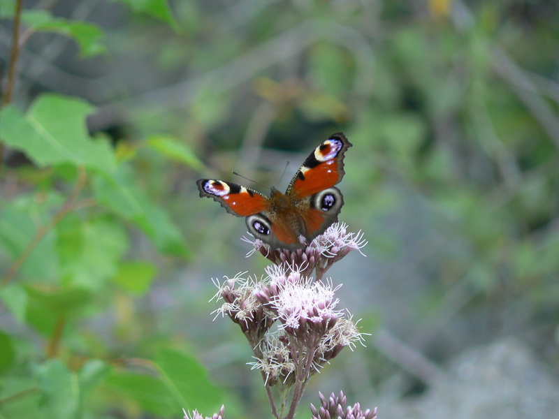 2K, close-up, vulnerability, flower head, no people, buterfly, focus on foreground, picture, animal wing, beauty in nature, animal, animals, plant, wings