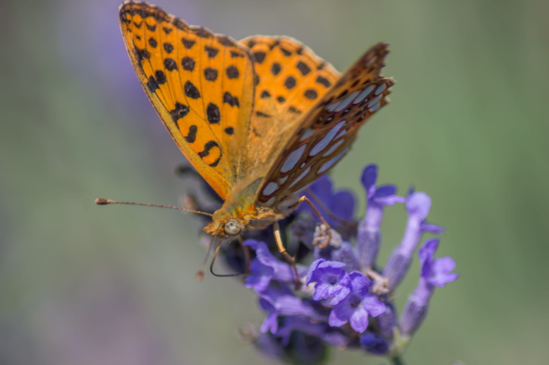 vibrant, invertebrate, gorgeous, lavandula, flower head, vulnerability, flowering plant, animals in the wild, one animal, animal Wing, nature, beauty In Nature