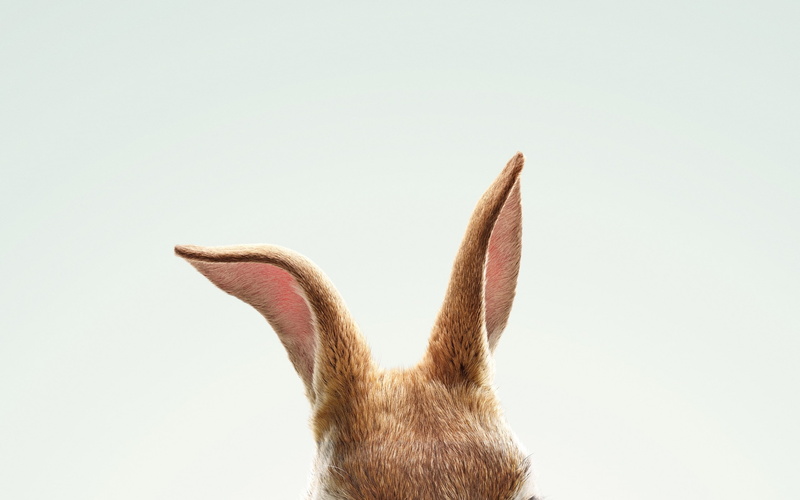 white background, quality, animal wildlife, rabbit, herbivorous, copy space, domestic, animal themes, indoors, no people, humor, mammal, domestic animals