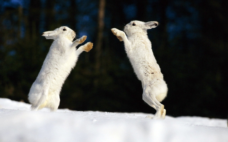 Cool, Rabbits, white, art, bears, picture, 1080P, hd, animals