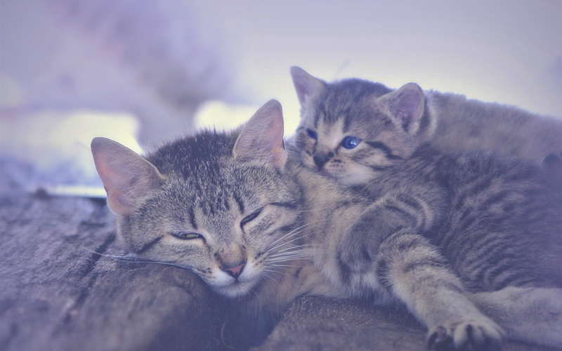Kitten, Sleeping, Motherhood, 1080P