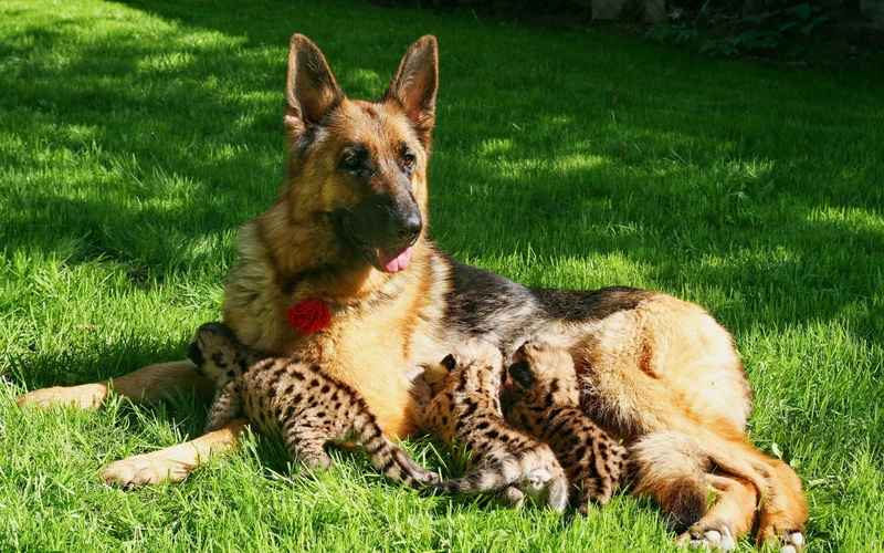 Dog, Feeding, 2K, Cubs, Cougar, Motherhood, Grass