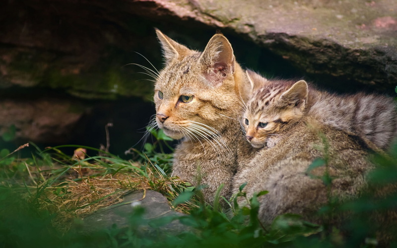 1080P, Motherhood, Kitten, Wildcat