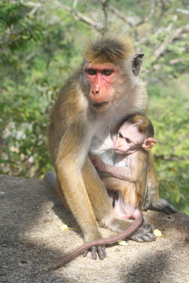 animal, baboon, mother, animals in the wild, animal family, sitting, care, day, motherhood, love, outdoors, group of animals, primate, togetherness, 5K