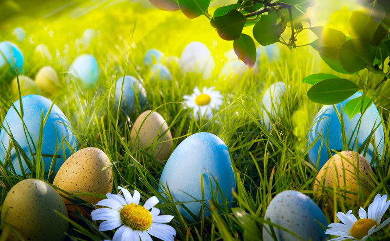 Sunshine, flower, day, crocus, nature, springtime, growth, Holidays, beauty in nature, freshness, egg, blue, 2014, 4K, eggs, flower head, sunlight, fragility