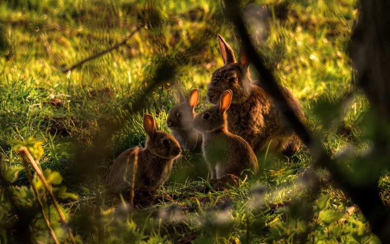 animals, nature, young animal, animal, rabbits, grass, animal wildlife, land, twigs, animals in the wild, baby animals, field, plant, no people, outdoors