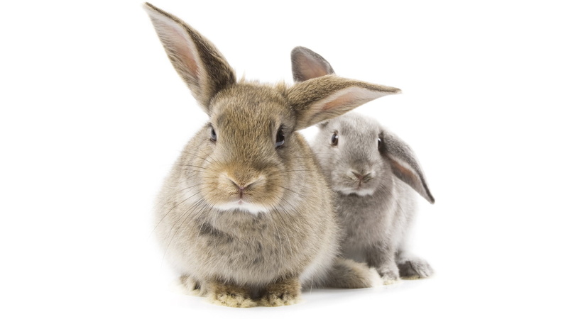 animal themes, gray rabbit, animal wildlife, ears, group of animals, white, mammal, rabbit - Animal, indoors, rabbit, herbivorous, fluffy, vertebrate, domestic Animals