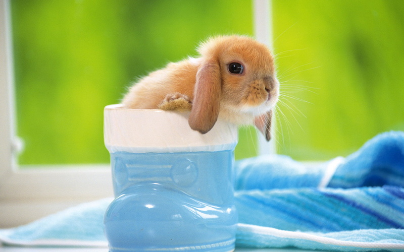hamster, focus on foreground, vertebrate, young animal, brown, baby, domestic, blue, mammal, cuty, Animals, animal head, rodent, container, whisker, Rabbit