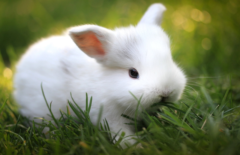 domestic Animals, summer, white color, close-up, rabbit - Animal, growth, food, domestic, animal themes, pets, rodent, young Animal, baby Rabbit, animal head