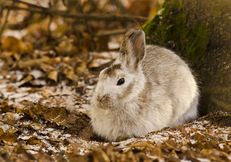 animal Ear, young Animal, looking, springtime, nature, sitting, close-up, day, animals In The Wild, land, focus on foreground, field, rodent, whisker, tree