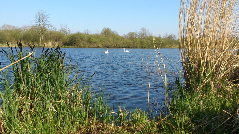 beauty in nature, couple, scenics - nature, swans, outdoors, clear sky, sky, no people, tree, tranquility, day, nature, 4K, floating on water, swan, non-urban scene