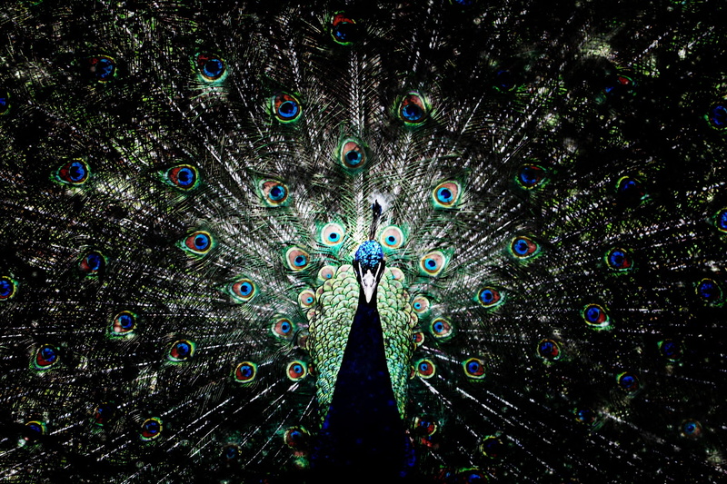 beauty in nature, green Color, colorful tail feathers, feather, blue, animal, vibrant Color, pattern, one animal, multi Colored, Feathers, fanned out, 1080P