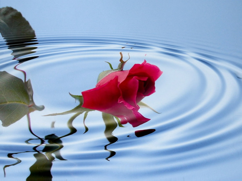art, rose, roses, hd, drowned, nature, 480P, Flowers