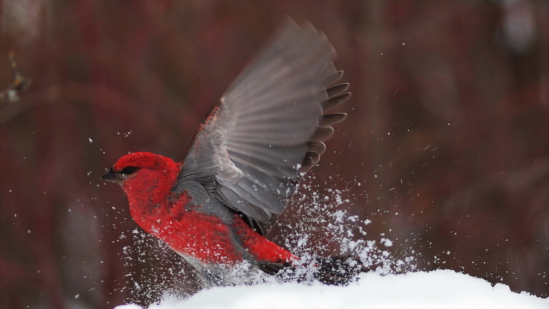 holiday, season, one animal, flow, wave, water, animal body part, cold temperature, black grouse, bird, bubbles, shape, snowing, bubble, spread wings, cold