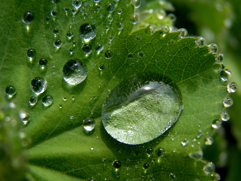 growth, leaves, no people, drop, bright, droplets, raindrop, natural, flora, clean, drops, waterdrops, detail, close up, bubble, nature, outdoors, dewdrops