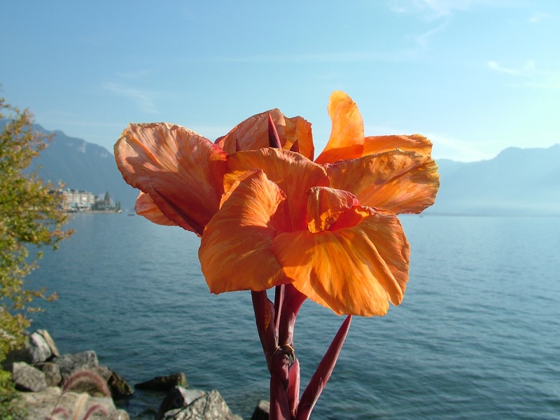 beauty In Nature, close-up, montreux, daytime, orange, flower head, lake geneva, day, petal, plant, inflorescence, growth, autumn, switzerland, sky, water