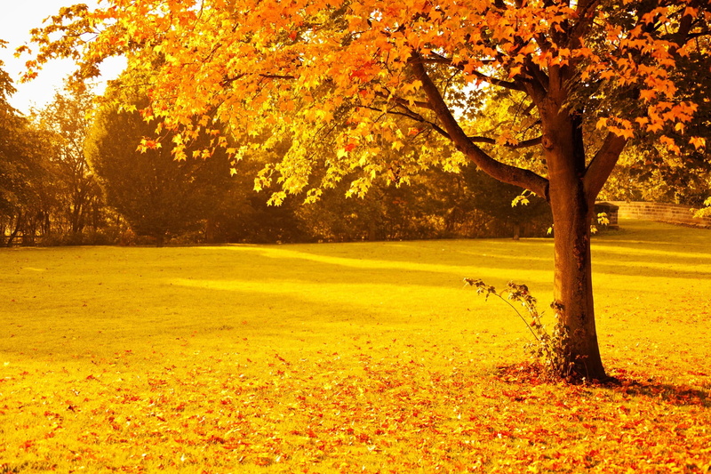 park, yellow, autumn, ground, tranquility, season, fall, field, dried, photo, maple, 1080P, beauty in nature, park - man made space, seasonal, nature