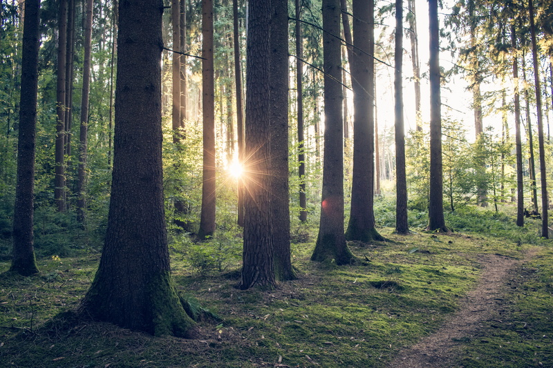 tranquility, trunk, trees, non-urban scene, plant, tree trunk, no people, sunrise, sunlight, sunset, 5K, twilight, beauty in nature, streaming, growth
