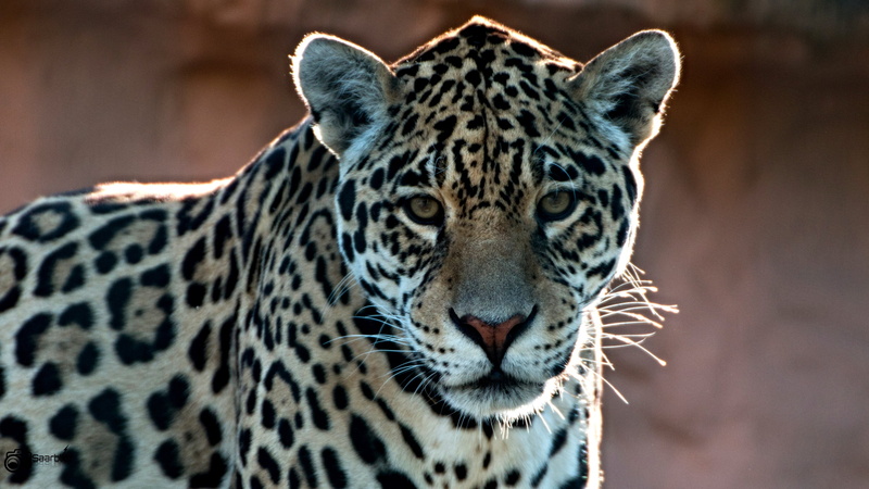 Portrait, wildlife, Animal, Jaguar, africa, undomesticated Cat, mammal, 2K, Tier, Zoo, spotted, Saarbrücken, Outdoor, animals In The Wild, I am, nature